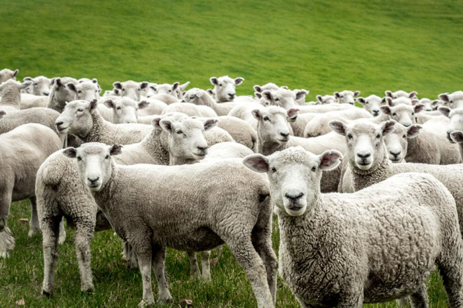 Почему казахстанским овцам нужны зарубежные бараны