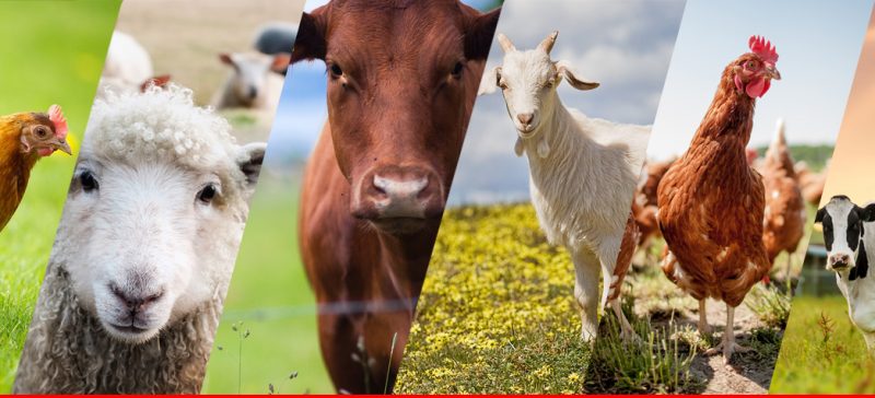 Казахстан в 2019 г. увеличил валовой выпуск продукции животноводства на 13%