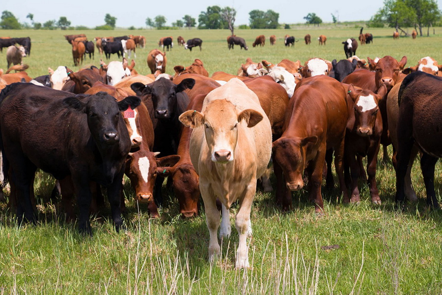 Сельчане Костанайской области забили сотню коров с «сомнительным бруцеллезом»