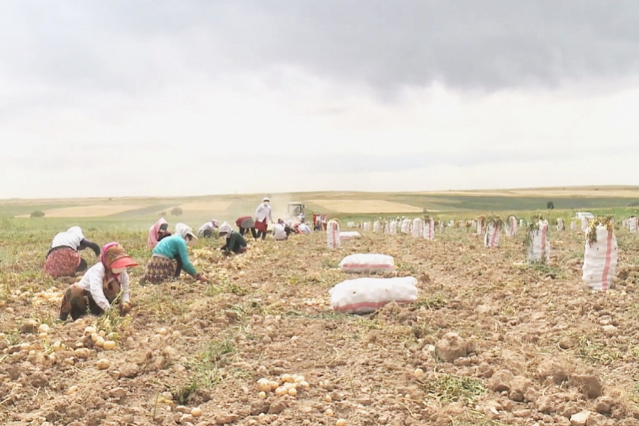 Израильскую технологию выращивания овощей осваивают в Туркестанской области