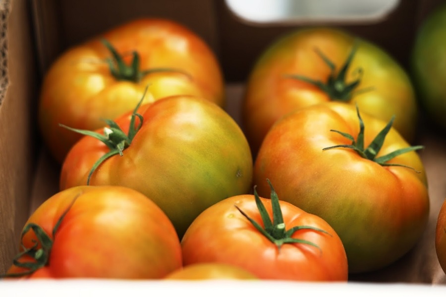 Опасного вредителя выявил Россельхознадзор в томатах из РК