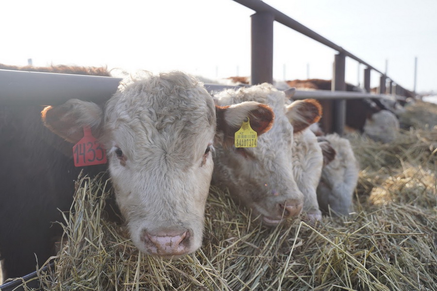 Минсельхоз предложит квотировать экспорт бычков и баранчиков