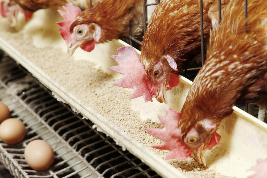 Поголовье птицы в РК снизилось на 2,8% из-за птичьего гриппа