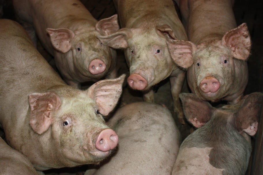 За январь-февраль 2020 г. поголовье свиней возросло на 20,2 тыс. голов