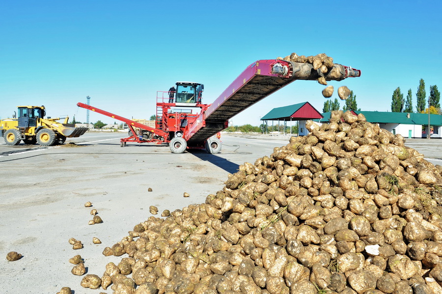 Фермеры Аматинской области за день сдали на Коксуский завод 400 тонн свеклы