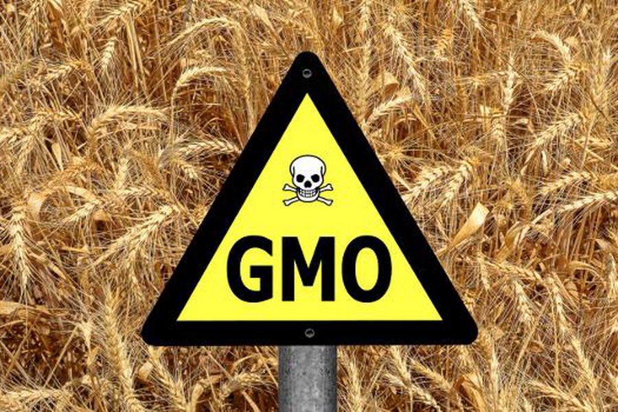 Мәжіліс депутаттары үкіметтен нарықты Ресейден келетін ГМО тұқымдарынан қорғауды сұрауда