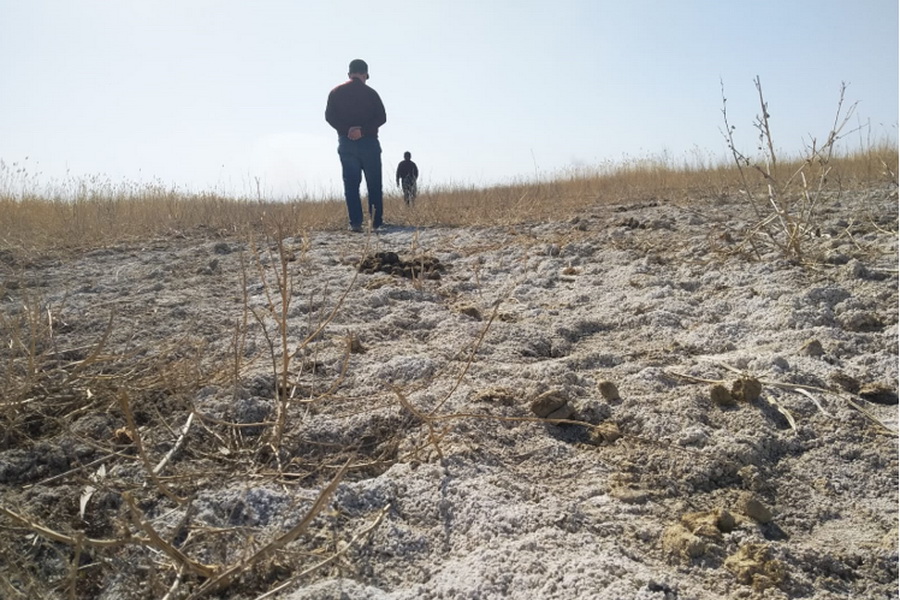 В Кызылординской области засолены около 85% почв