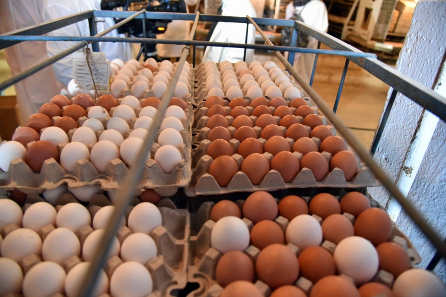 Производство яиц снизилось на 5,5% за год в Казахстане