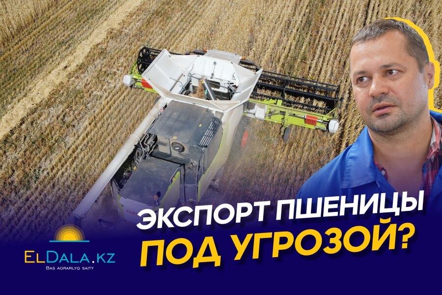 Экспорт казахстанской пшеницы в Азию — всё? Простой вагонов, конкуренция с РФ и низкие цены