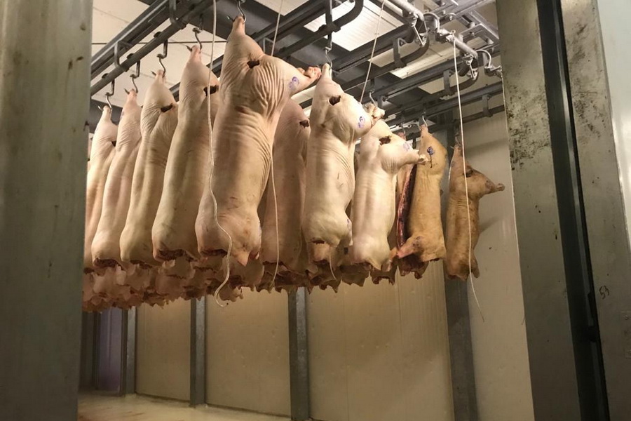 Свинокомплекс в СКО строит новую ферму на 50 тыс. голов