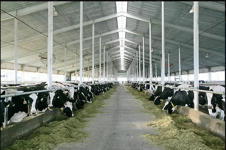 Надои молока агрофирмы «Родина» за год достигли 18,6 тыс. тонн 