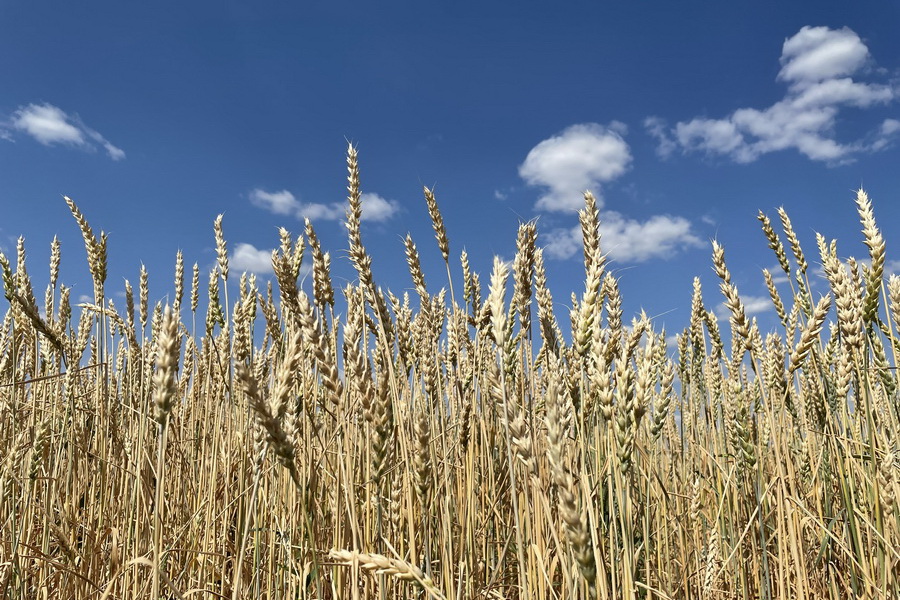 Цены на зерно в РК выросли на 24%