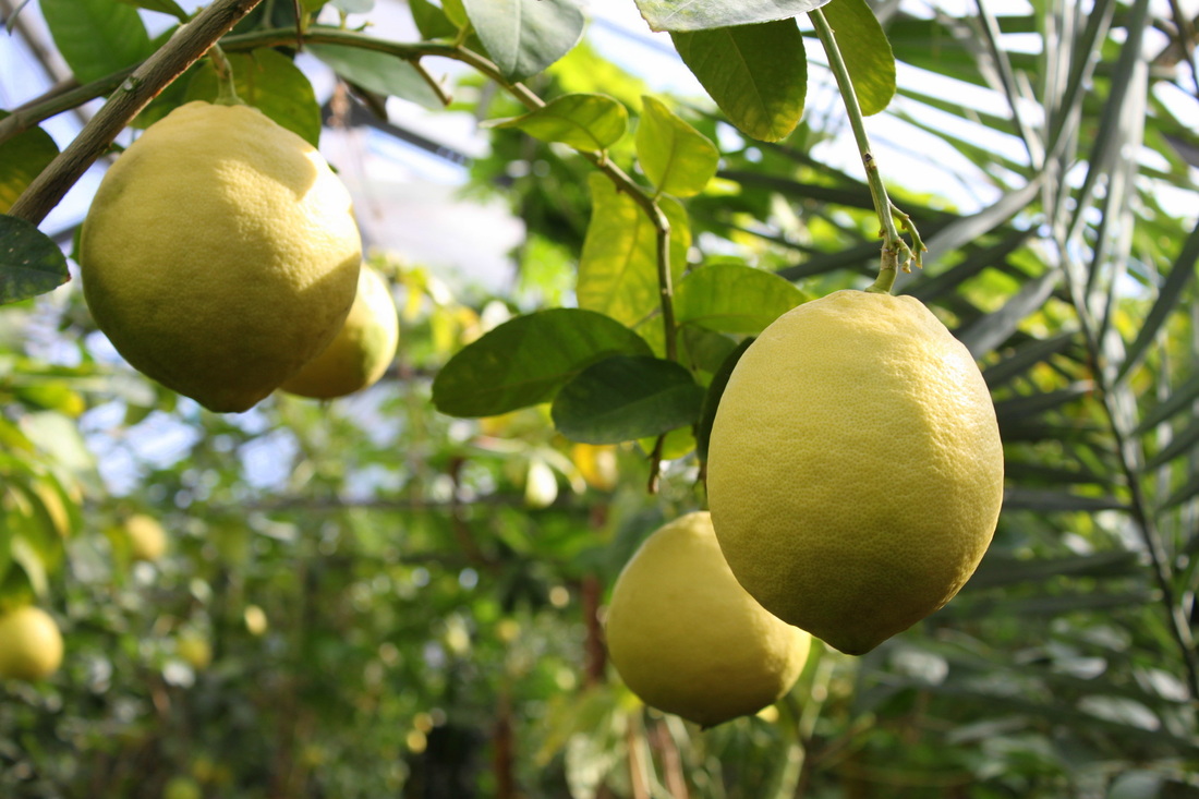 В Туркестанской области начали активнее развивать «лимонный» бизнес