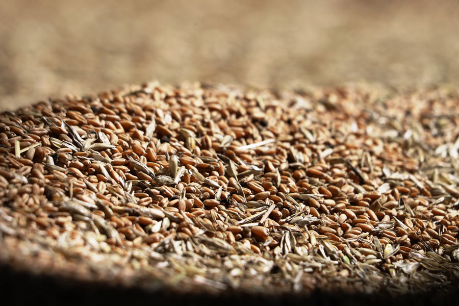 Продкорпорация на 5% снизила цены на пшеницу для должников