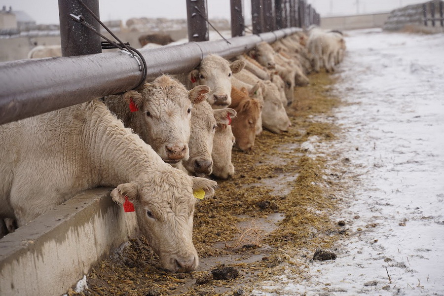 Всплеск болезни скота зарегистрирован в Казахстане