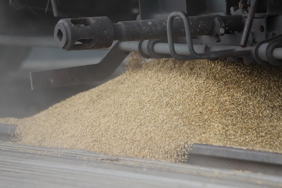 В Казахстане в рамках квоты вывезено 130 тыс. тонн зерна